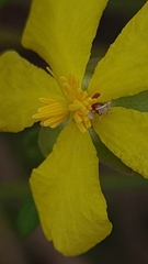 Hibbertia linearis