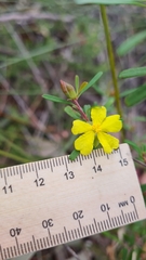 Hibbertia linearis
