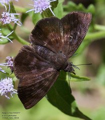 Pellicia arina