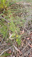 Hibbertia linearis