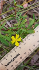 Hibbertia linearis