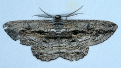 Scioglyptis chionomera