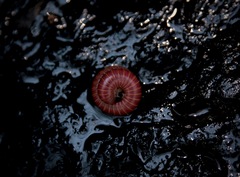 Myriapoda