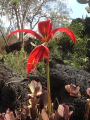Sprekelia formosissima