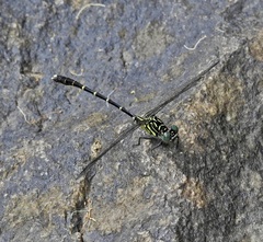 Hemigomphus theischingeri
