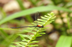 Austroargiolestes chrysoides