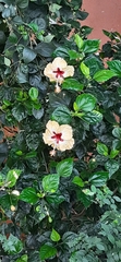 Hibiscus rosa-sinensis