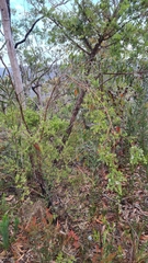 Leptospermum trinervium