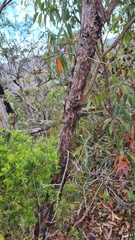 Leptospermum trinervium