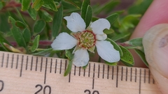 Leptospermum trinervium