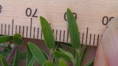 Leptospermum trinervium