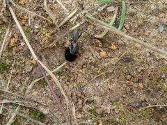 Myrmophyma