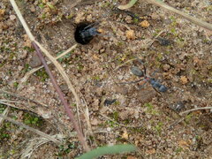 Myrmophyma