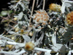 Acanthocladium dockeri