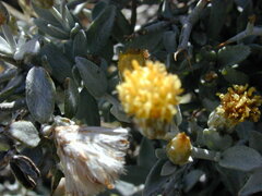 Acanthocladium dockeri