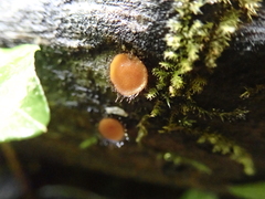 Scutellinia