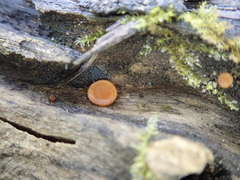 Scutellinia