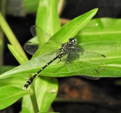 Hemigomphus theischingeri