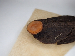 Scutellinia