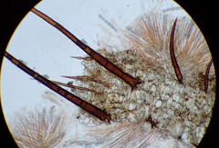 Scutellinia