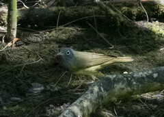 Oporornis agilis
