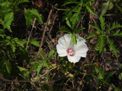 Distimake dissectus dissectus