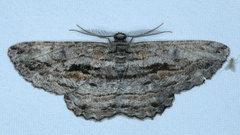 Scioglyptis chionomera