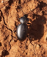 Carabus