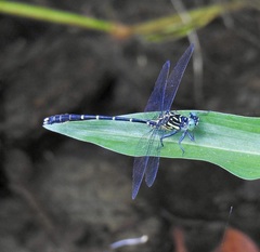 Hemigomphus theischingeri