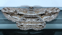 Scioglyptis chionomera