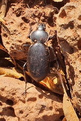 Carabus