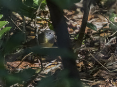 Oporornis agilis