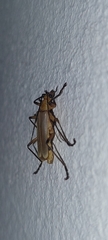 Chauliognathus cinguliventris