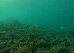 Eucinostomus currani