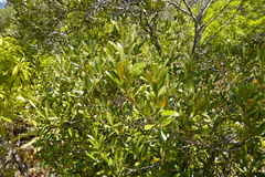 Olea europaea cuspidata