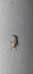 Chauliognathus cinguliventris