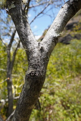 Olea europaea cuspidata