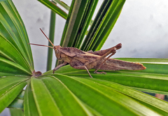 Xyleus discoideus