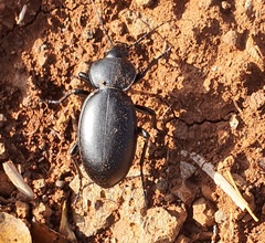 Carabus