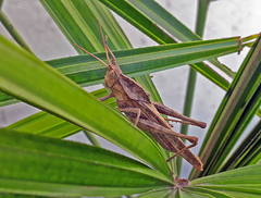 Xyleus discoideus