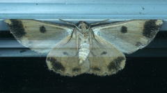 Scioglyptis chionomera