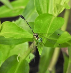 Nannophlebia eludens