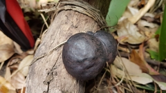 Daldinia concentrica