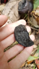 Daldinia concentrica