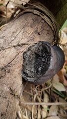 Daldinia concentrica