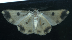 Scioglyptis chionomera