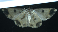 Scioglyptis chionomera