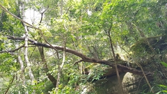 Daldinia concentrica