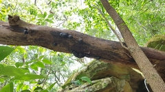 Daldinia concentrica