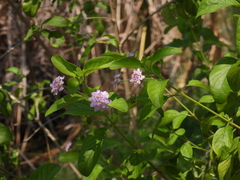 Lantana trifolia